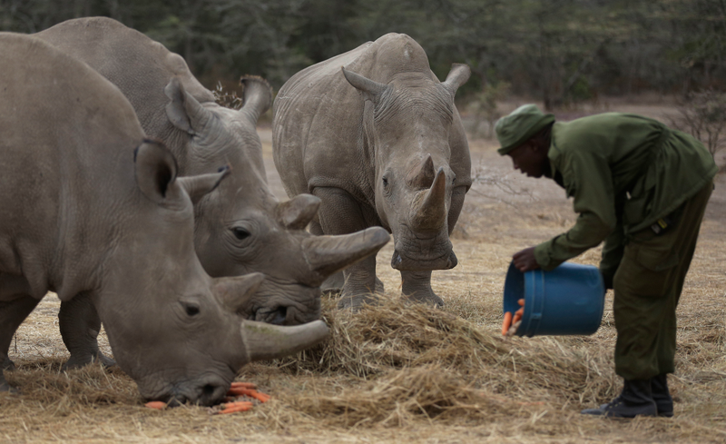 Keeper James Mwenda, feeds two female northern white rhinos left in the world, and a southern rhino in the pen where they are kept for observation, at the Ol Pejeta Conservancy in Laikipia county in Kenya Friday, March 2, 2018.